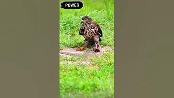 Ni Eagle Na Hawezi Kua Mwewe 