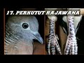 Download Lagu Jenis Burung Perkutut Lokal Katuranggan Lengkap Baik Di Pelihara
