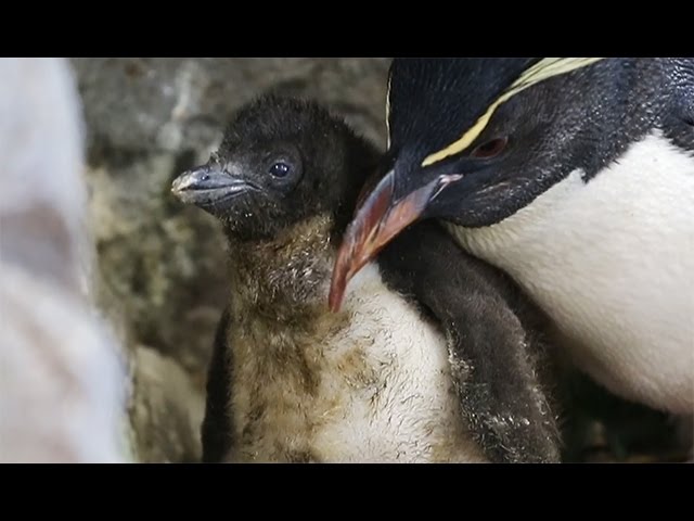 世界初、人工授精で誕生＝ミナミイワトビペンギン－大阪・海遊館 - YouTube