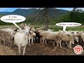 Унікальна овеча ферма "Дубовий кут" на Прикарпатті