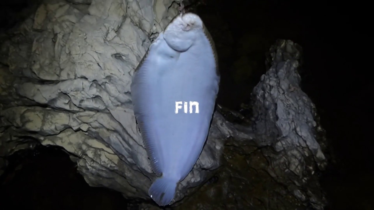 de la sole,du rouget..