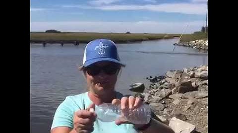 DIY Minnow Trap, Plastic Recycling