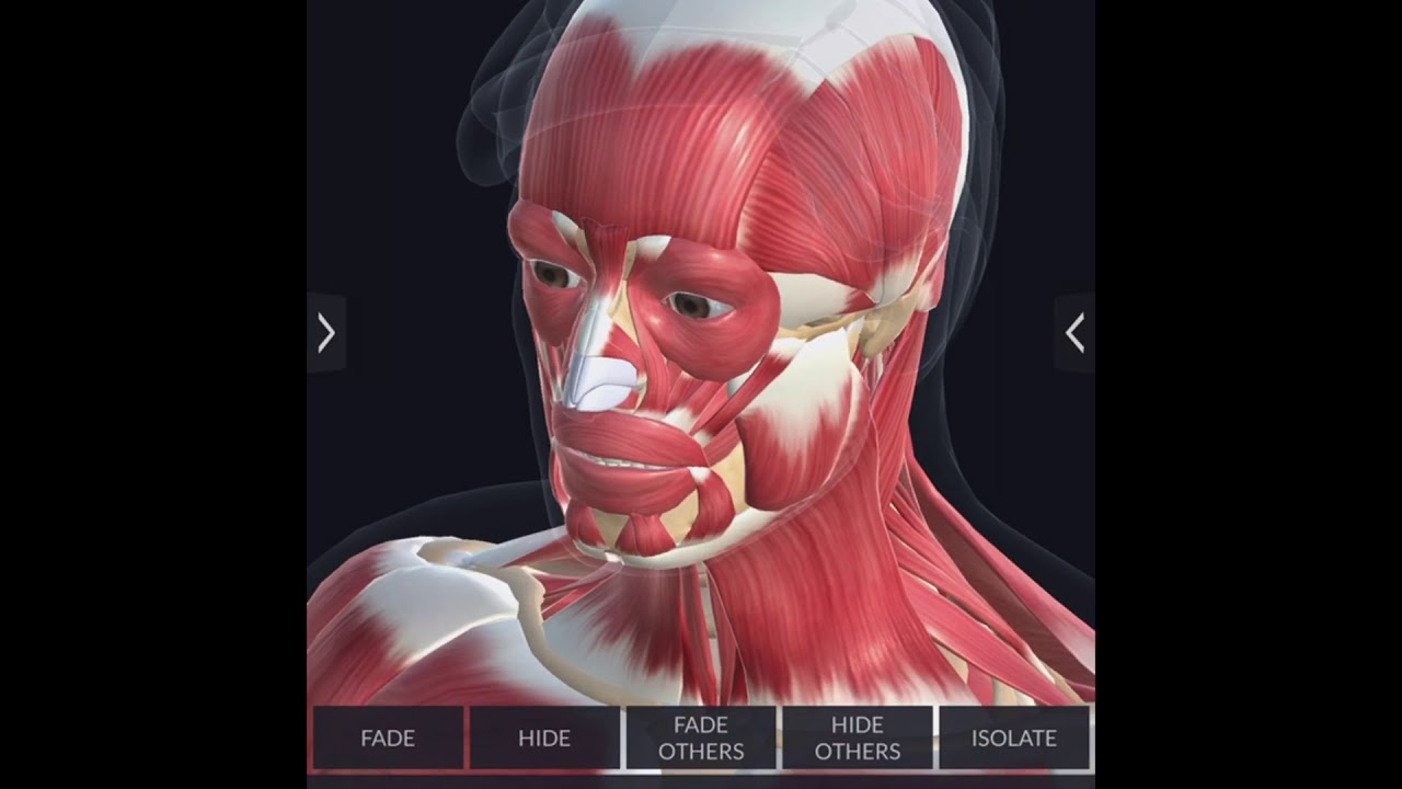 Human anatomy YouTube