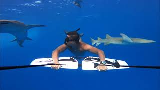 Chased by sharks on a Subwing!
