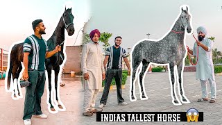 India’s Tallest Horse in Punjab