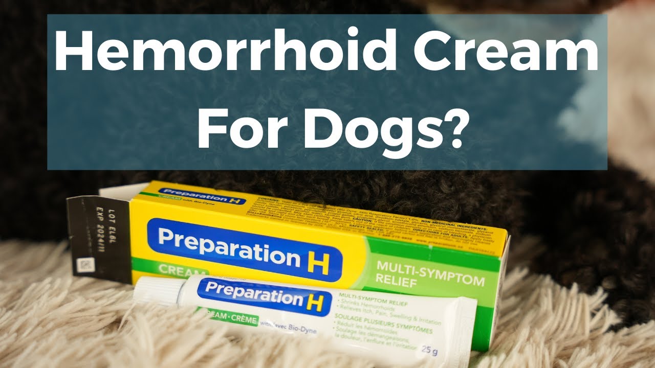 can dogs suffer from hemorrhoids