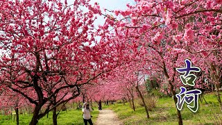 花景色 IBARAKI【Peach blossoms】Peach tree blossoms are full bloom