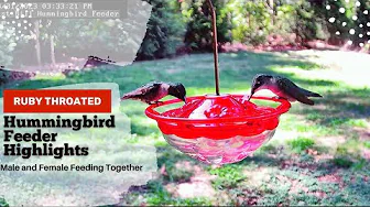Spectacular Dual Feeding Action of Ruby Throated Hummingbirds Feeder Live Stream Highlights