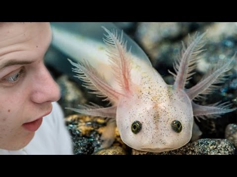 40 Bebes Axolotl Sorties Des Oeufs Video De Paques 1 Youtube 40 Bebes Axolotl Sorties Des Oeufs Video De Paques 1 Youtube