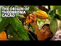 Where does cocoa come from  ep102  craft chocolate tv