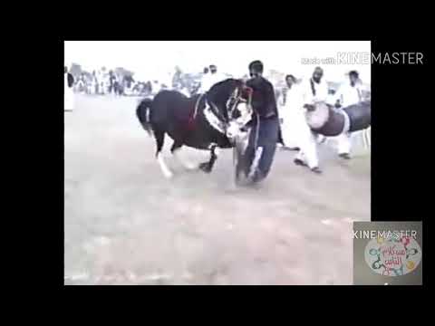 حصان يرقص علي مزمار عبد السلام بدون راقب