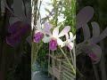 Anggrek Cantik & Wangi - 0813 2506 4060
