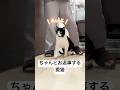 当たり前のようにお返事する愛猫 #ハチワレ #ばんくん #shorts