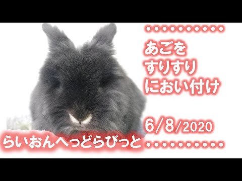 うさぎさん すりすり におい付け 06 08 Youtube