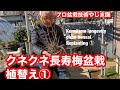 クネクネ長寿梅盆栽植替え① やじま園@tane.bonsai Kunekune longevity plum bonsaiReplanting ①