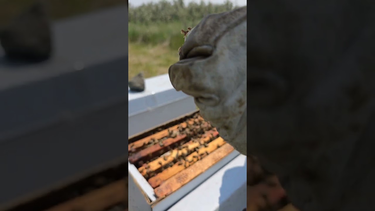New Bee yard in the making. Checking queens are released from cages. 