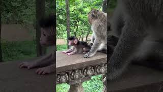 #monkey #cute #babymonkey #animals #lifeisbutadream #monkeysr 2