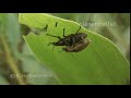 Kopula Rüsselkäfer auf Acacia mangifera Sook, Borneo  mating snout beetles