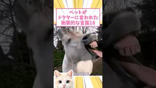 ドクターに言われた衝撃的な言葉 #猫 #2ch #保護猫