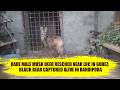 Rare male musk deer rescued near LoC in Gurez; black bear captured alive in Bandipora