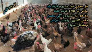 مشروع 100 فرخه بلدي بياض كم اكسب منهم باليوم وهل مشروع ناجح ولا لا شاهد ولن تندم 🐓