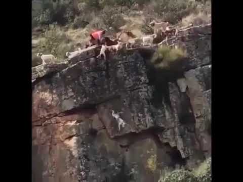 فيديو: هل تسقط كلاب الجبال؟
