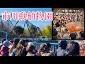 2026年3月8日 頑張れパンチ君友達できた!!人で溢れかえる市川動植物園 パンチ君を 一目見ようと走る観光客💨