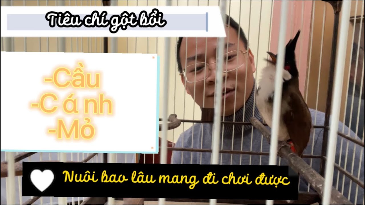 NUÔI CHÀO MÀO BỔI CẦN LƯU Ý NHỮNG GÌ