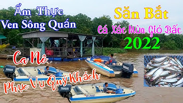 Săn Bắt Cá Xác Mùa Gió Bấc 2022 / Ẩm Thực Ven Sông Quán Ca Nô Phục Vụ / KiềmRapper