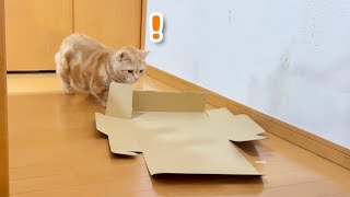 ダンボールを組み立てようとする猫。