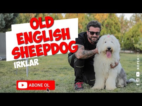 Video: Eski İngiliz Çoban Köpeği Irkı Hipoalerjenik, Sağlık Ve Ömrü