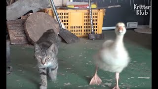 Not Giving Spoilers On What Relationship This Cat And A Baby Goose Have (Part 1) | Kritter Klub
