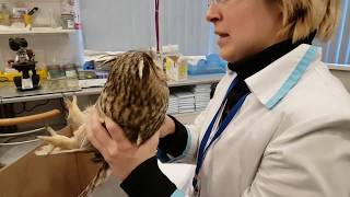 Examination of a long-eared owl with a wing injury by a veterinarian