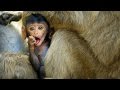 Macaque Behavior and Tool Use