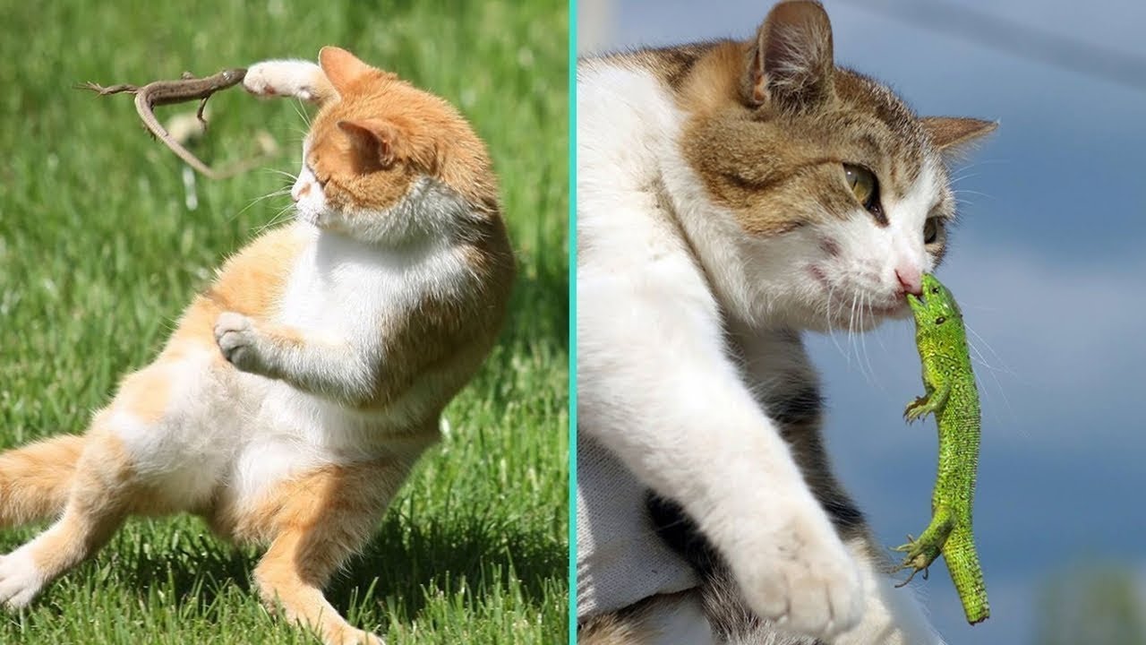 Lizard Bites Cat YouTube
