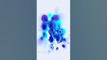 Foxmotion daily render