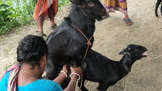 #goat-meeting#goat-breeing#beautiful woman has brought a lati goat-crossing#goat-mating#goat-meetin#