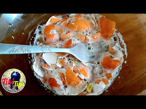 Video: Capsulă De Ouă (plantă) - Proprietăți Utile și Utilizarea Capsulei De Ouă, Rădăcină și Floare A Capsulei. Capsulă Galbenă, Mică, Japoneză