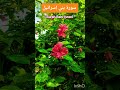 سورة بني إسرائيل #Surah Bani Israel #quran translation in urdu #shorts#ytshorts