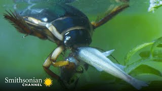 The Great Diving Beetle is an Impressive Underwater Hunter  Macro Worlds | Smithsonian Channel