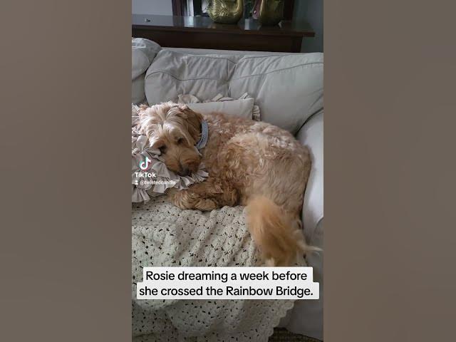 My 5 year old labradoodle dreaming a week before crossing the Rainbow Bridge 😔