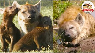 【Truth About Hyenas】Skilled Hunters and Highly social Animals【Amazing Animals/WAKUWAKU】