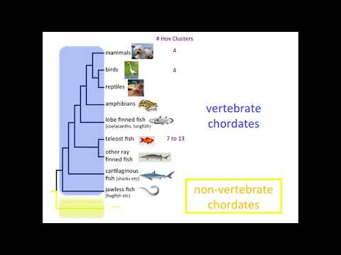 Vídeo: Evolución De Genes Codificantes Y No Codificantes En Grupos HOX De Un Marsupial