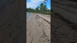 Карелия. Озеро Кереть. Пляж #джекрассел #собака #dog #pets #карелия #jackrussellterrier #рони #дрт
