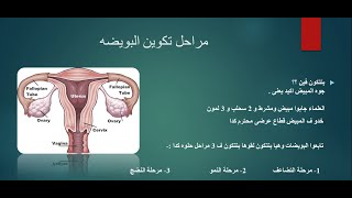 تكوين البويضات - احياء ثانويه عامه