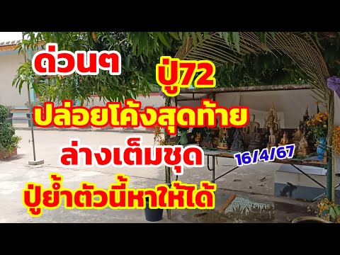 ด่วนๆ ปู่72ปล่อยโค้งสุดท้าย ล่างเต็มชุด เน้นย้ำตัวนี้หาไห้ได้ 16/4/67