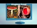 Fungi Facts and Functions Uncovered