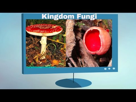 Video: What Are The Characteristic Features Of Representatives Of The Kingdom Of Mushrooms
