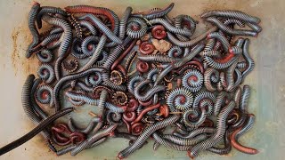 Download lagu Awe! Awe! Cloudy Day I Found Many Kind Of Millipedes On The Road Red, Black, White And Spotted Worm