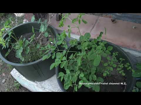 Βίντεο: Μάθετε πώς να καλλιεργείτε φυτά χρένου